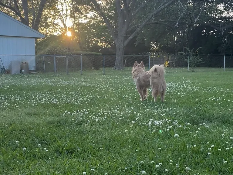 Huge fenced in backyard, perfect for dogs!