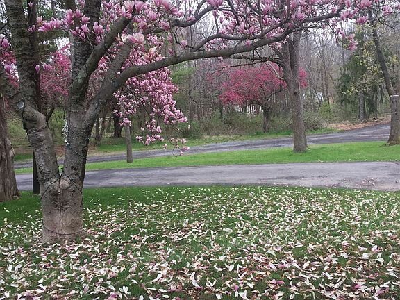 View from picture window