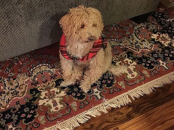 Schnoodle pre-approved