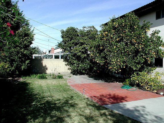 Large backyard with many fruit trees