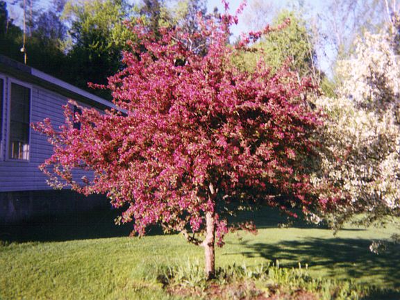 Spring blossoms