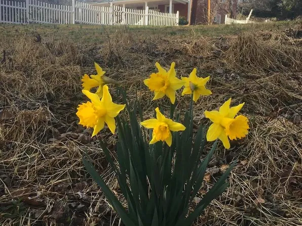 19 Walnut Hill Rd, La Plata, MD 20646