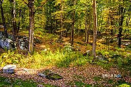 5th image of 221 Segar Mountain Road
