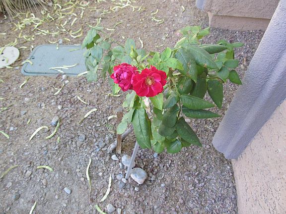 5th image of 3351 Popcorn Flower St