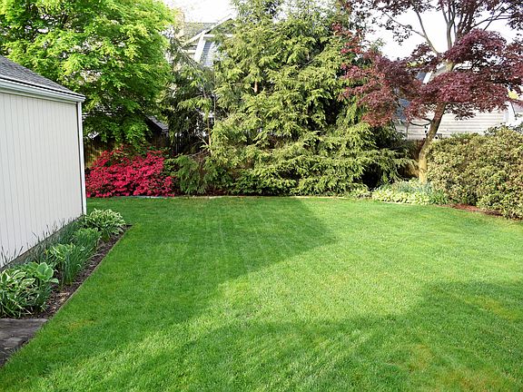 backyard, Hosta coming up