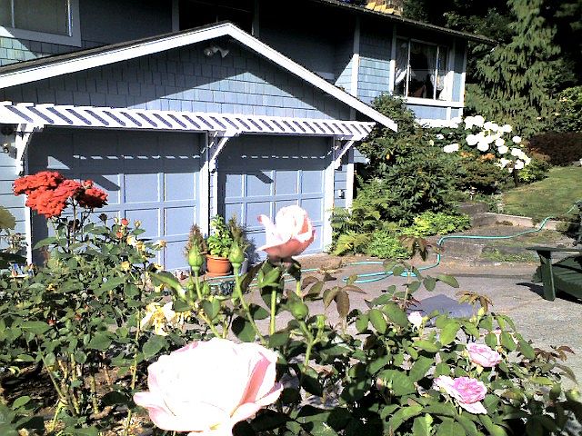 A View Throught the Roses