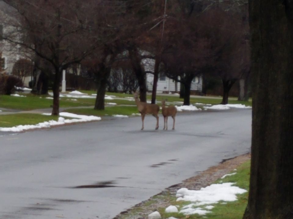 Here are some local wildlife