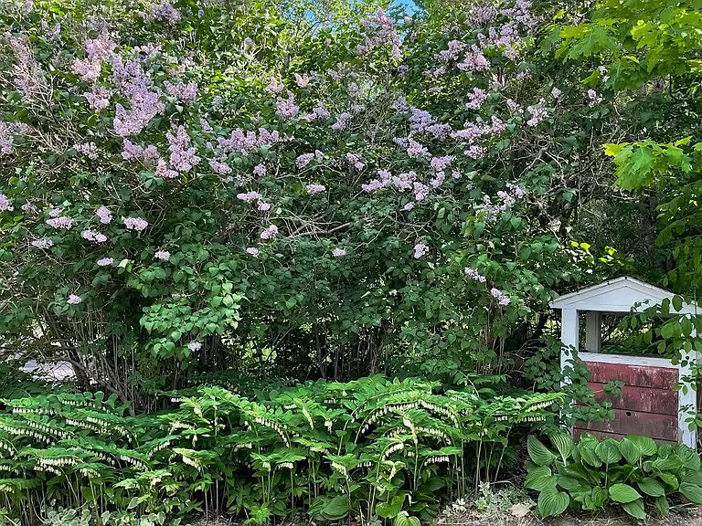 Lilacs in the spring