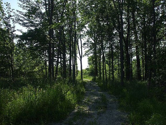 Trail in woods