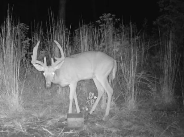 0 McCord Hollow Rd, Hohenwald, TN 38462