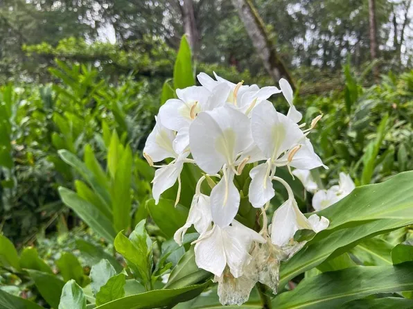 Road 1 Uhini Ana Lot 2499, Kurtistown, HI 96760