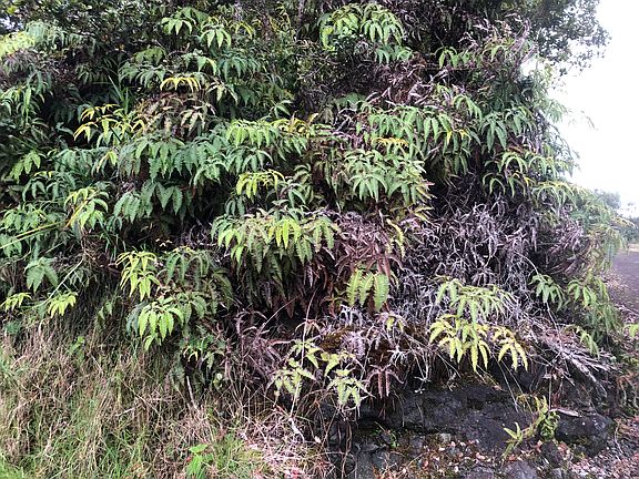4th image of 11-3355 Pa Alii St Lot 1750