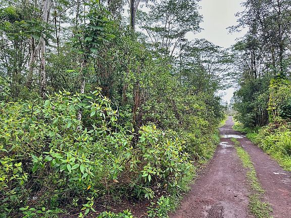 3rd image of Silversword Ct Lot 19