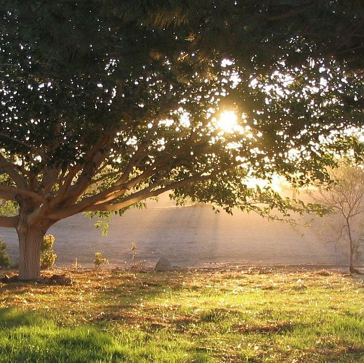 Sunrise in the backyard
