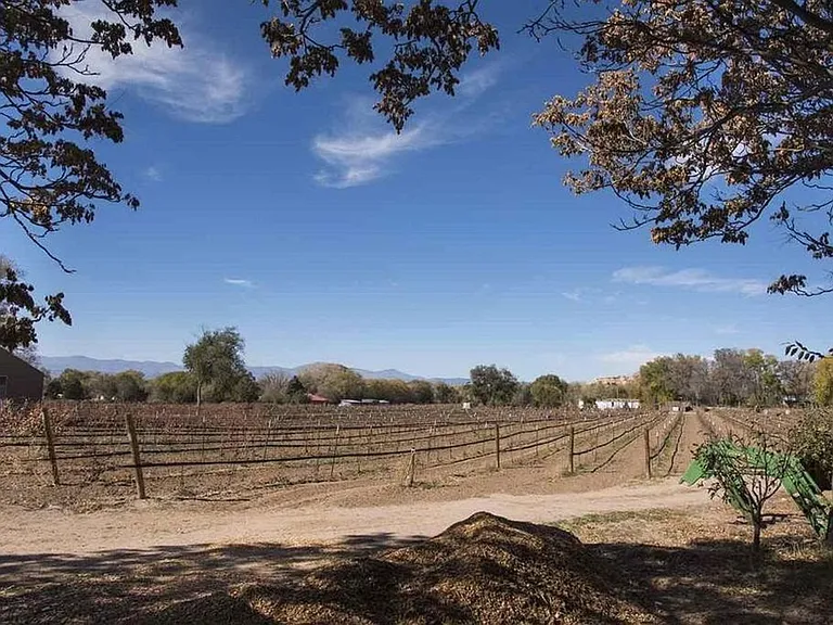 Vineyard as viewed from patio