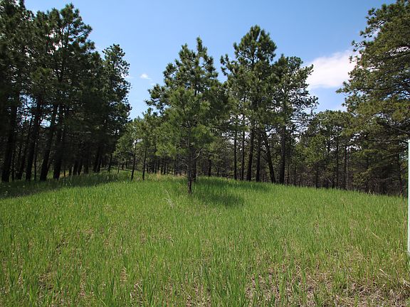 Towering Ponderosa Pines