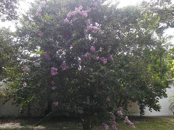 Large Lot & Lush Landscaping