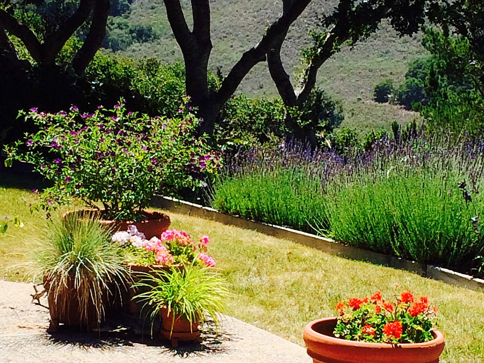 Back yard Western exposure