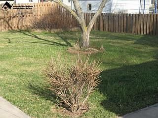 Fenced Back yard