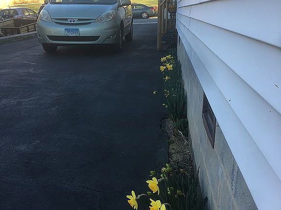 Daffodils in March
