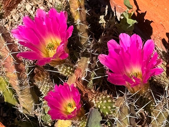 In the spring the cacti flower in bright pinks, reds and yellow.