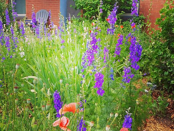 Front yard in springtime.