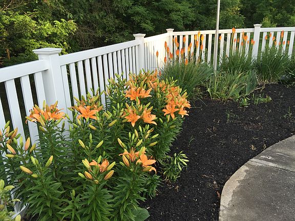 Lilies by the pool