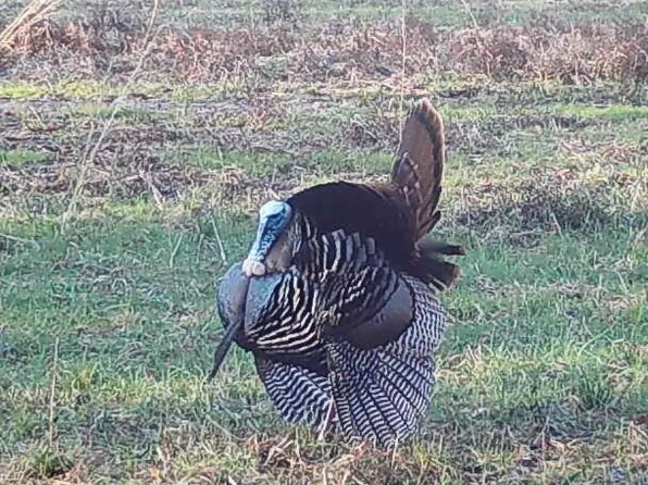 County Road 300, Big Creek, MS 38914