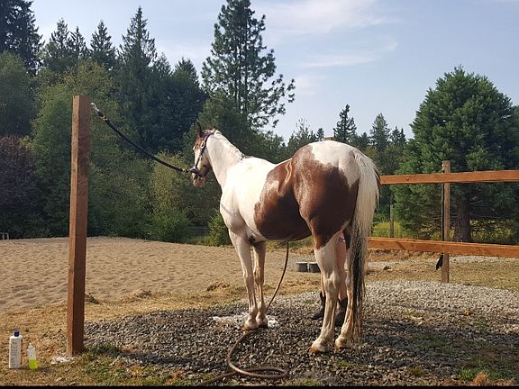 Wash bay set up for 2 horses 