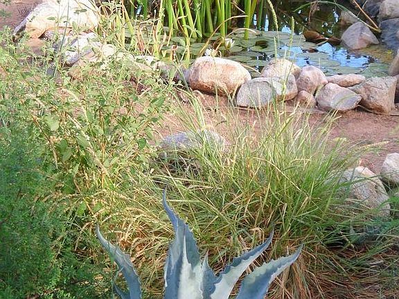 An oasis in the desert