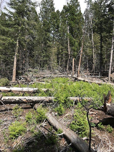 2nd image of Tbd Blacktail Cyn