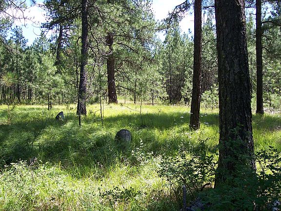 meadow
