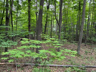 2217801 Grass Lake Rd, Crandon, WI, 54520