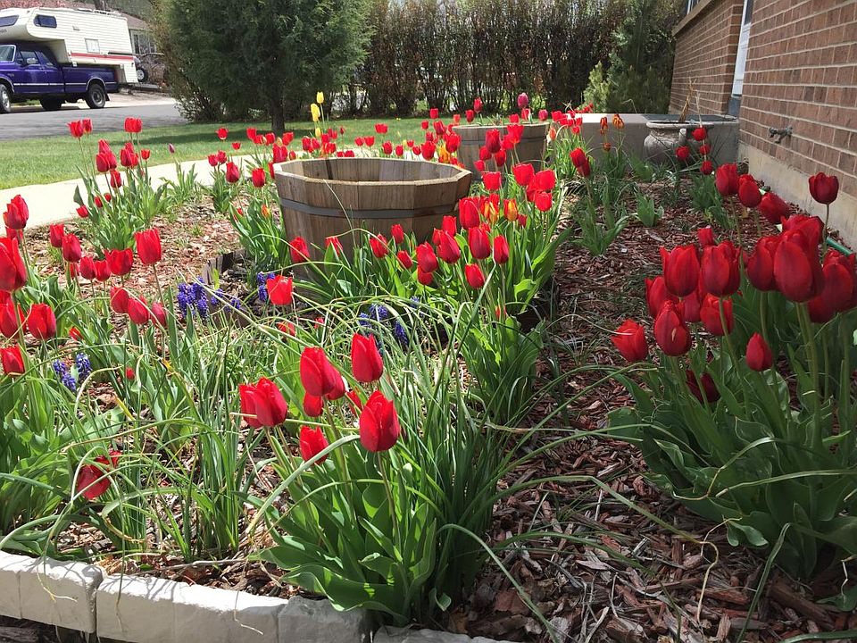 front yard