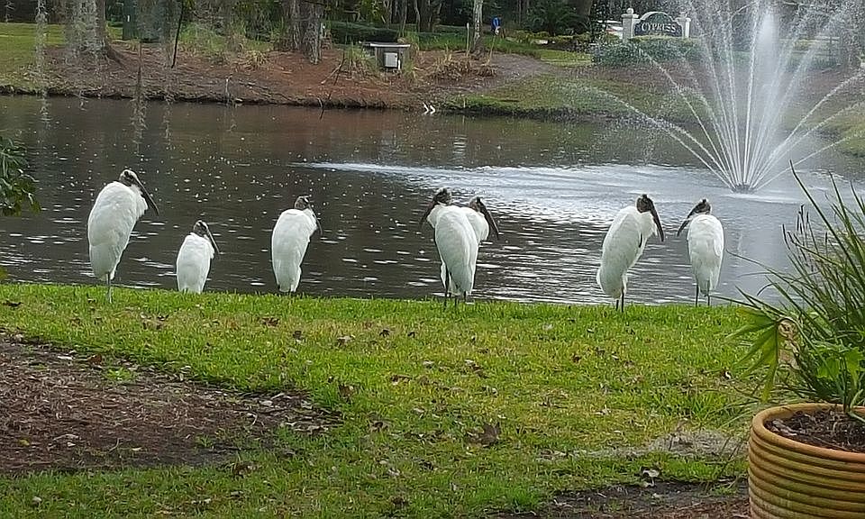 Feathered friends!