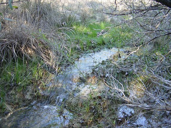 Spring on land that feeds into pond.