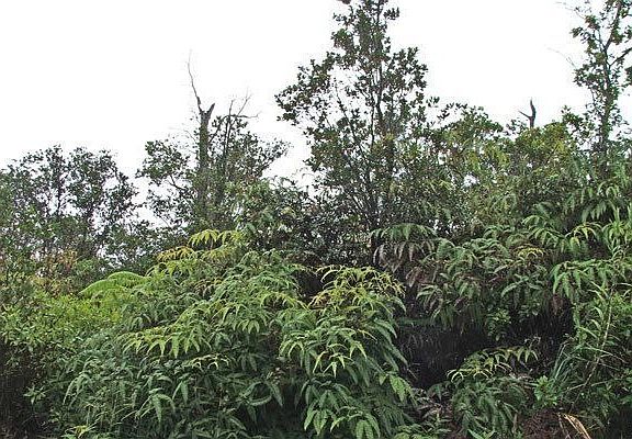 Looking at the middle of Lot 30.