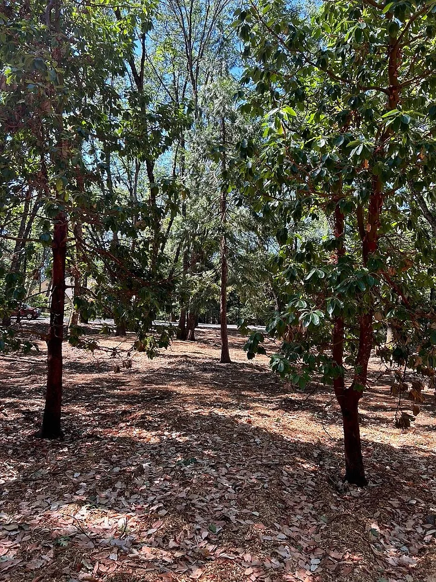 13028 Somerset Dr photo 1