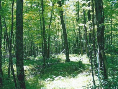 Clear Lake Road, Hayward, WI, 54843