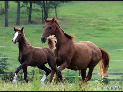 3151 Benchmark Trl, Amelia Court House, VA, 23002