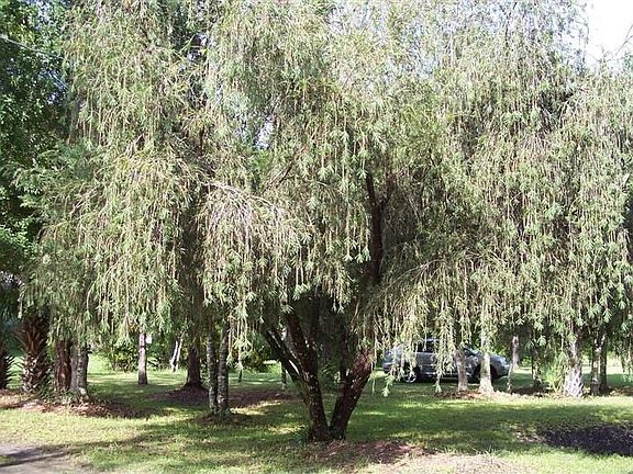 trees to have a nap under