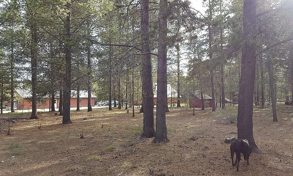 NE corner of property