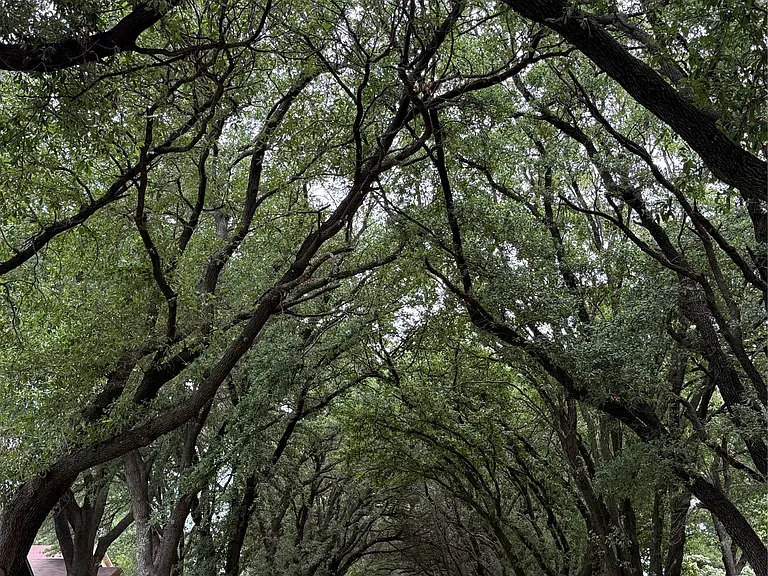 Tree-lined street canopy with mature deciduous trees