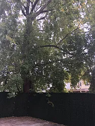 Rented by P Management