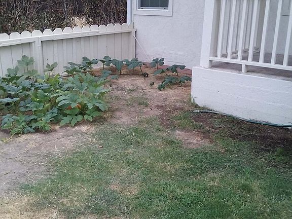 Gardening space for your personal touch. Pumpkins here just