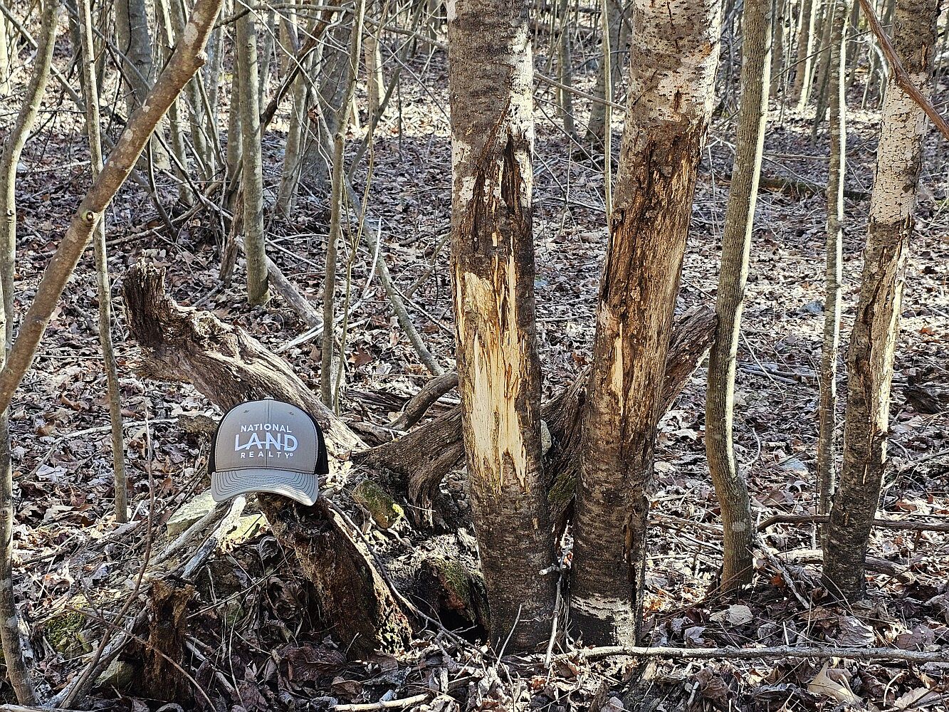 0 Route 39, Millboro, VA 24460 MLS 11254563 Zillow