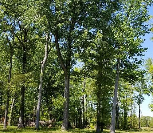 4th image of 107 Bay Roads Lane LOT 13