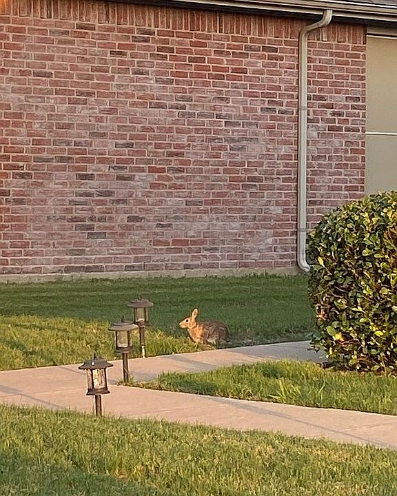 Bunny not included. 