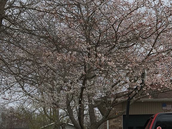 Yoshina Cherry Tree