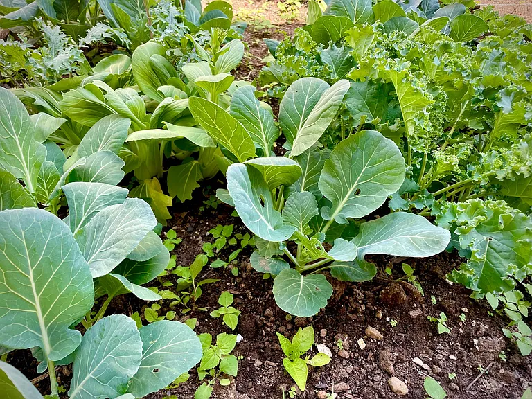 Community garden